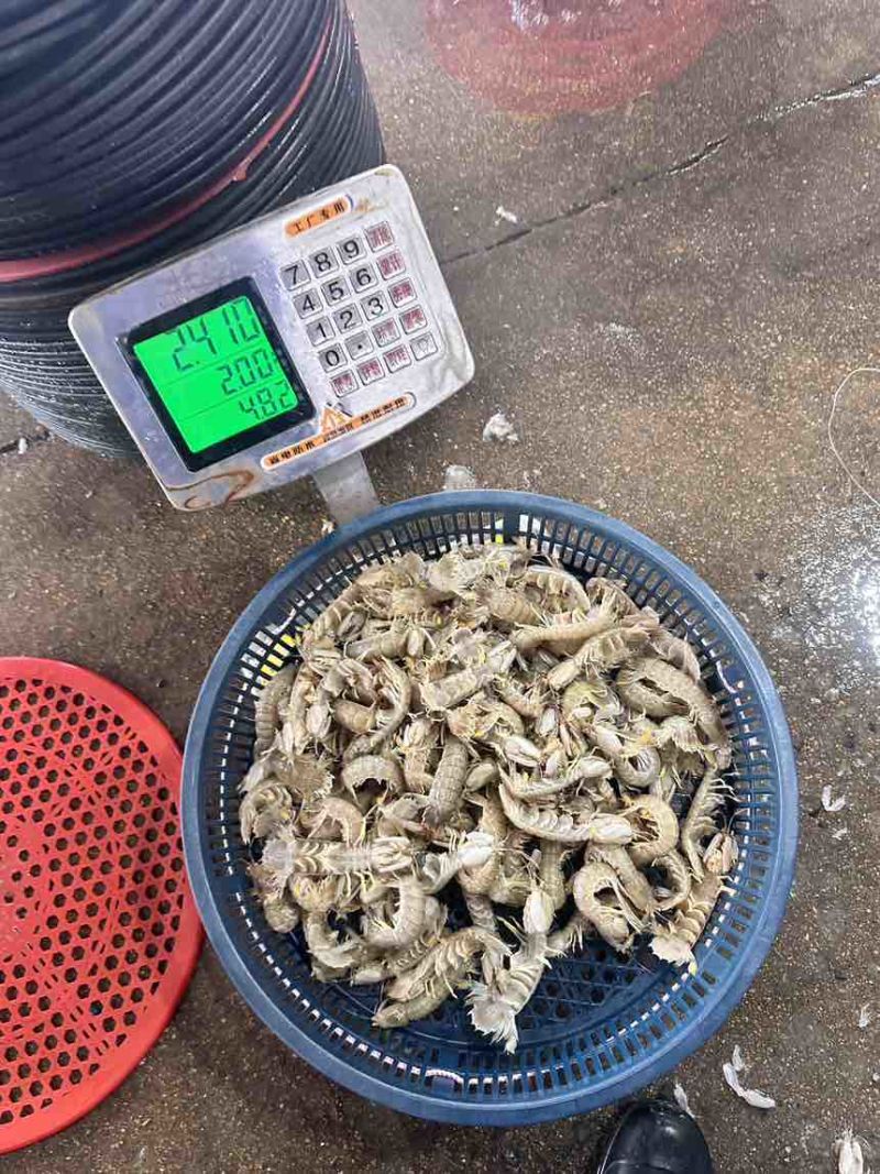 占养皮皮虾大中小有货，需要私聊啦，量大从优