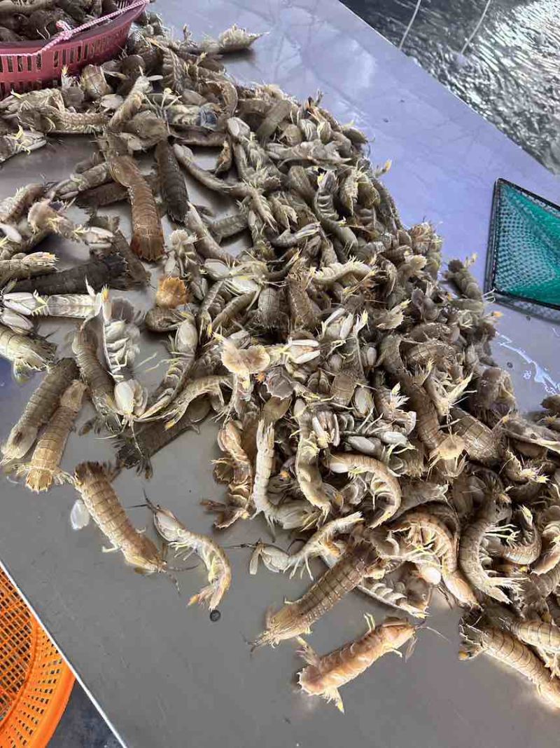 占养皮皮虾大中小有货，需要私聊啦，量大从优