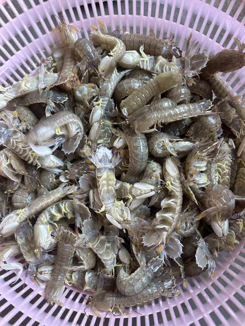 占养皮皮虾大中小有货，需要私聊啦，量大从优