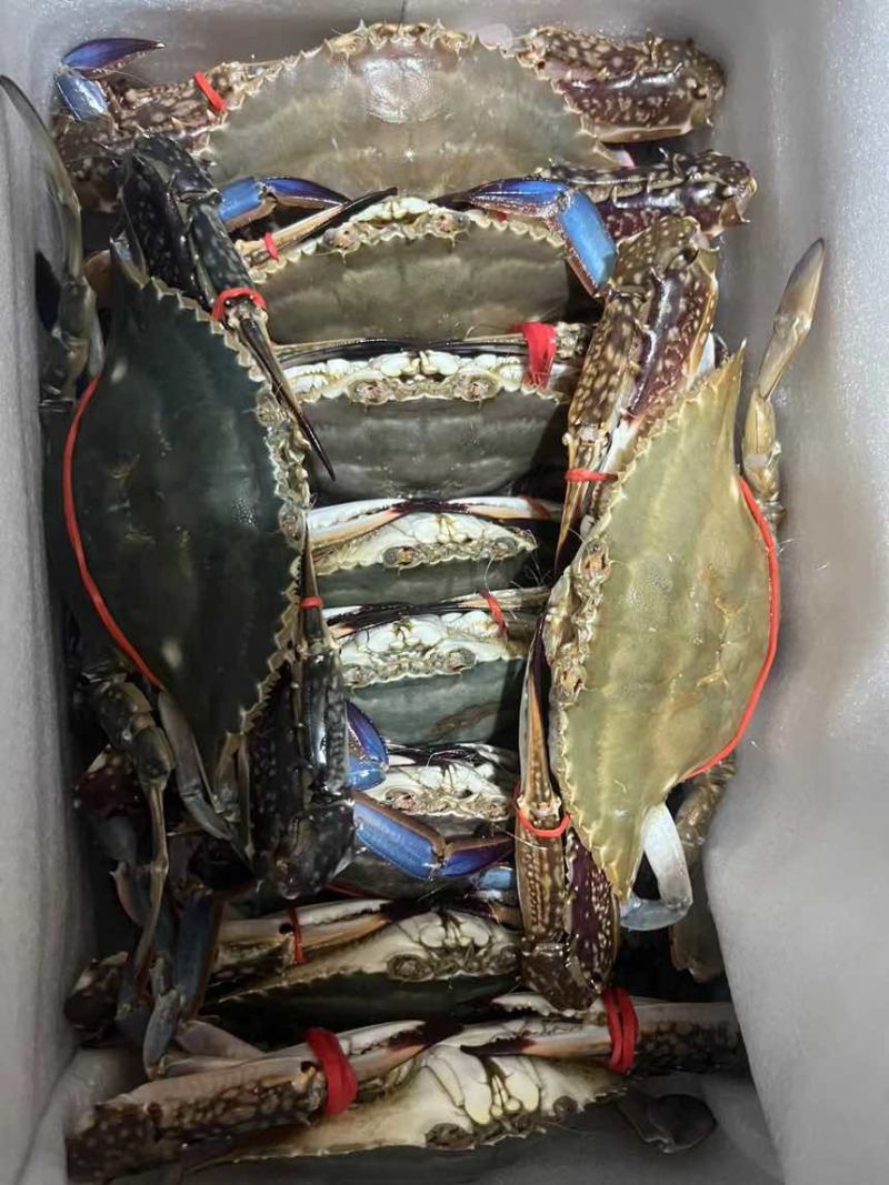 海洋梭子蟹全规格有货，小公，中公，大公，大母有货