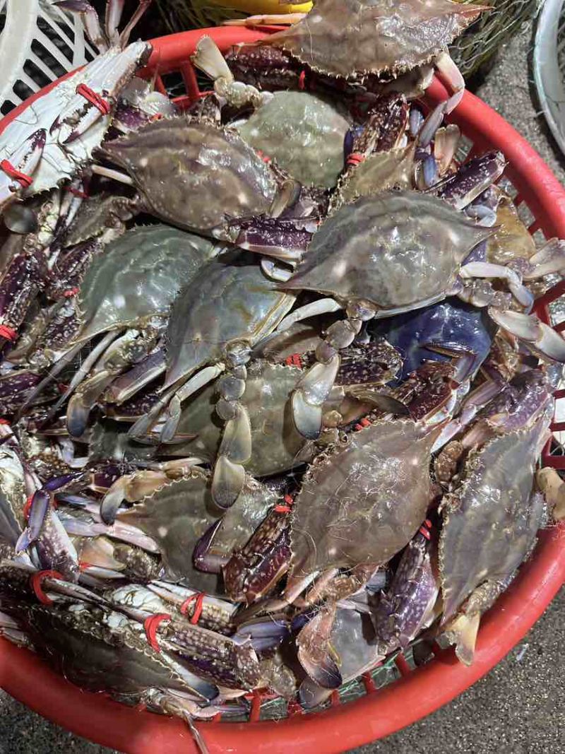海洋梭子蟹全规格有货，小公，中公，大公，大母有货