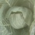 大白菜，莲花白
