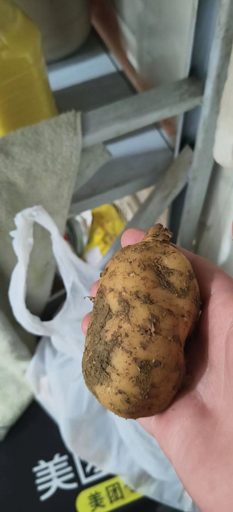 正品自己村里的一代天麻两年出图彝良小草坝乌天麻