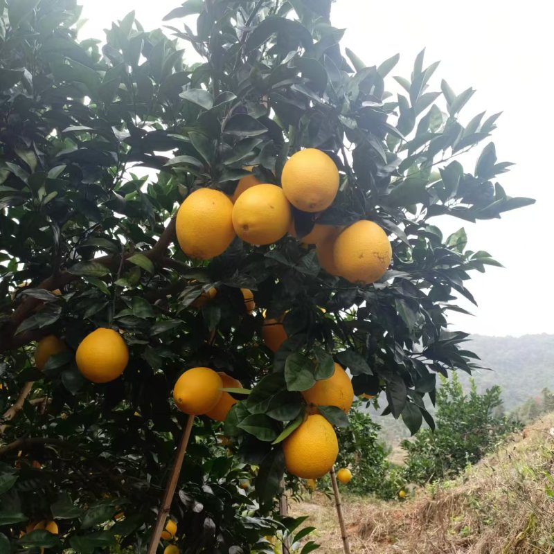 正宗赣南富硒脐橙纽赫
