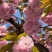 樱花树