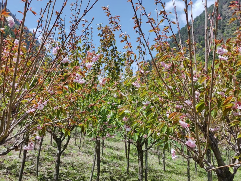 樱花树