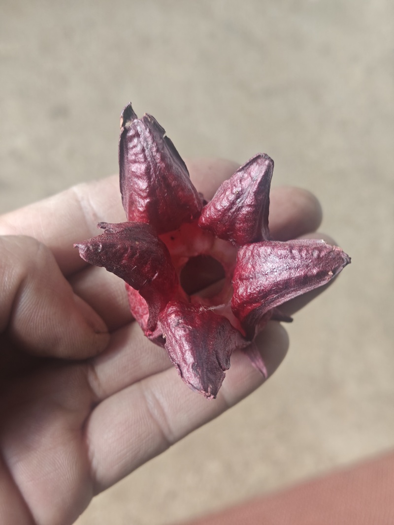 云南冻干洛神花