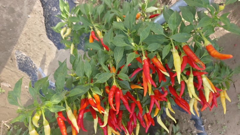 新鲜泡椒泡椒