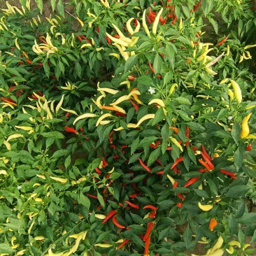 新鲜泡椒泡椒