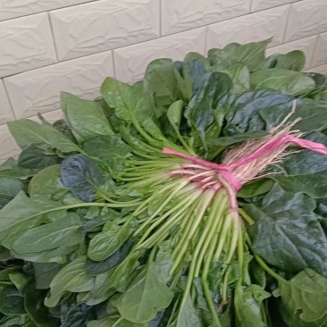 波菜