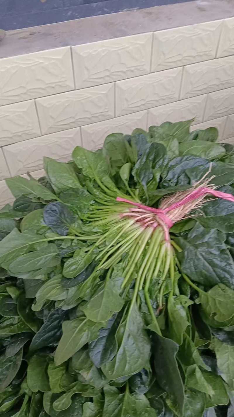 波菜