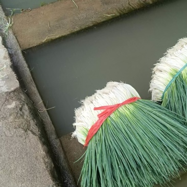 四季小葱