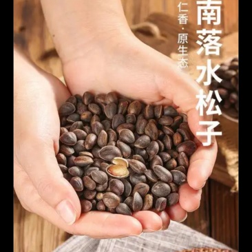 落水松子