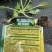 牛心甘蓝苗紫薇紫甘蓝苗绿剑西兰花苗玉景松花菜苗