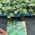 牛心甘蓝苗紫薇紫甘蓝苗绿剑西兰花苗玉景松花菜苗