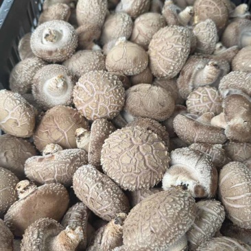 鲜香菇