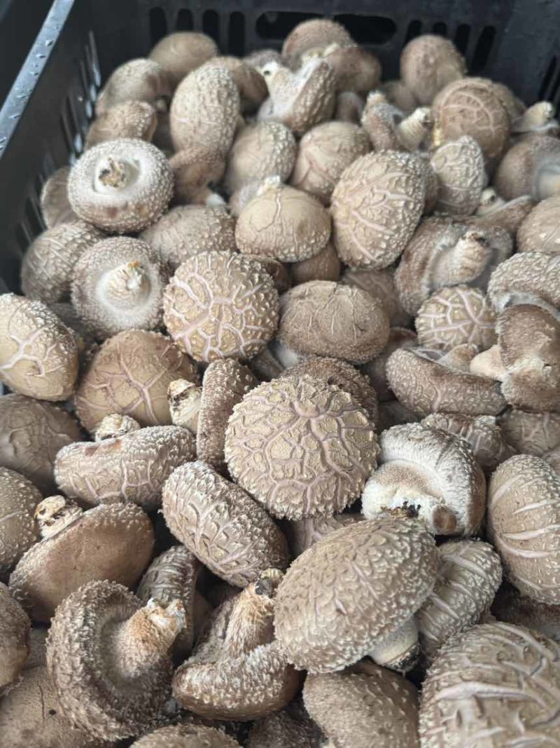 鲜香菇