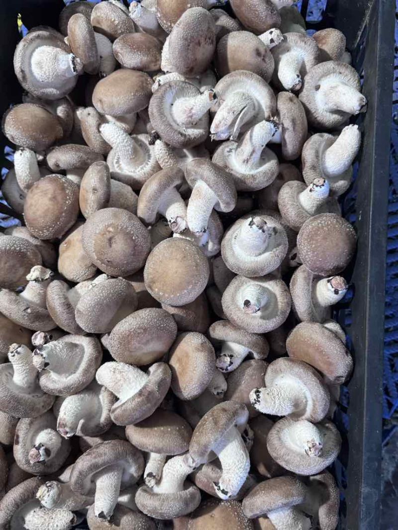 鲜香菇