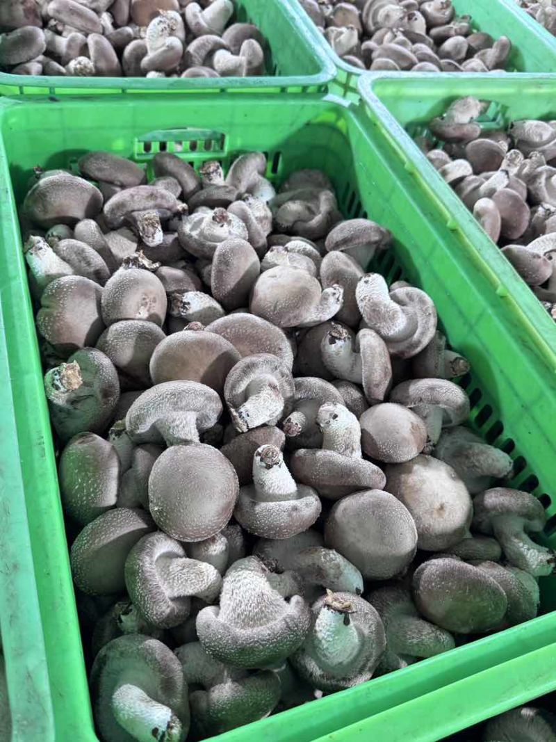 鲜香菇