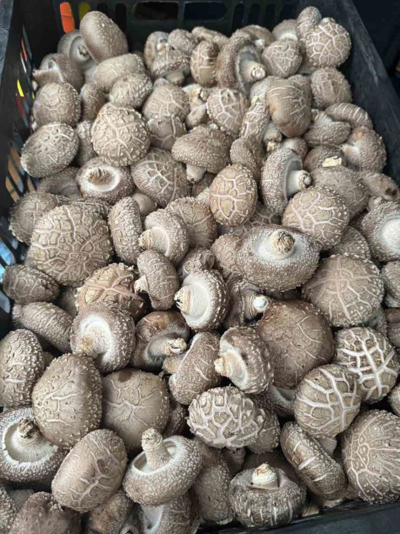 鲜香菇