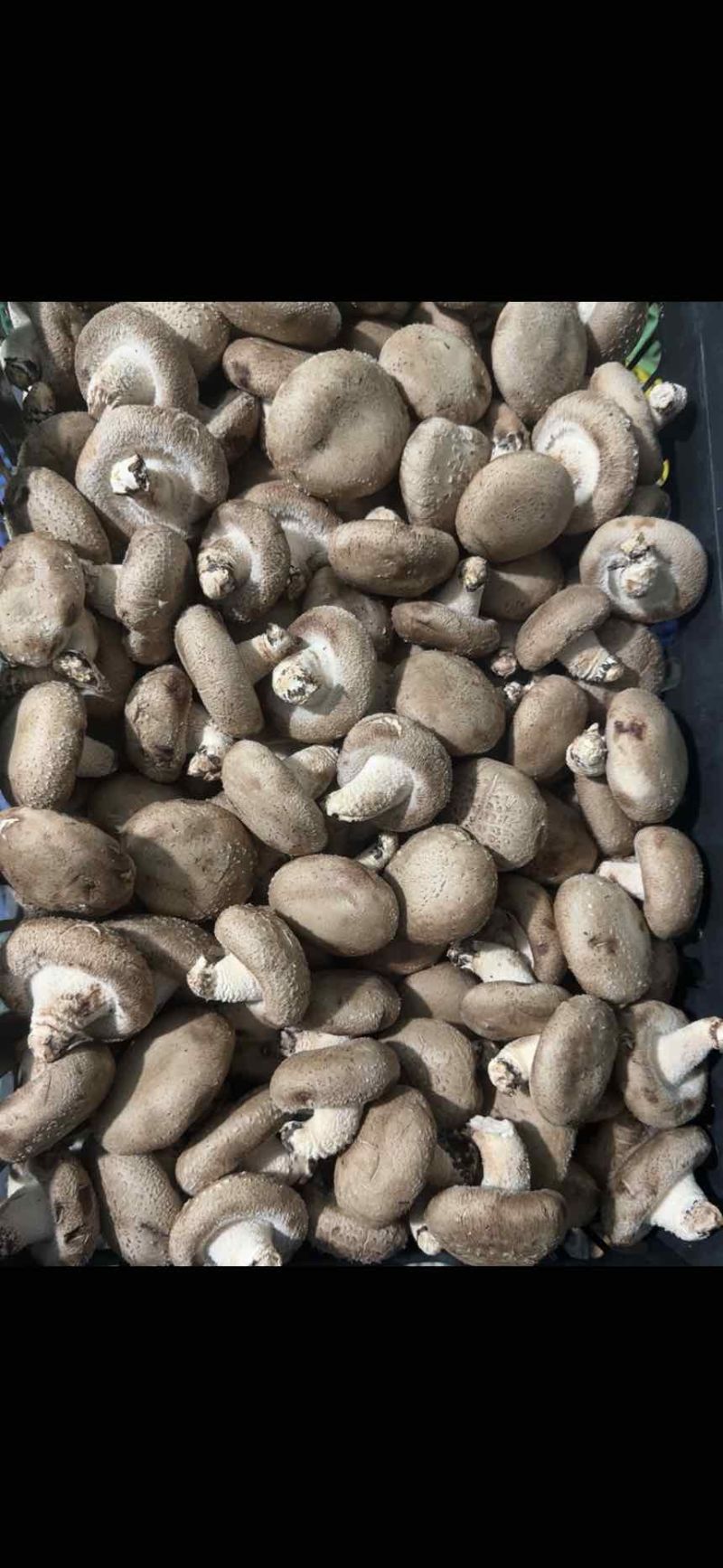 鲜香菇