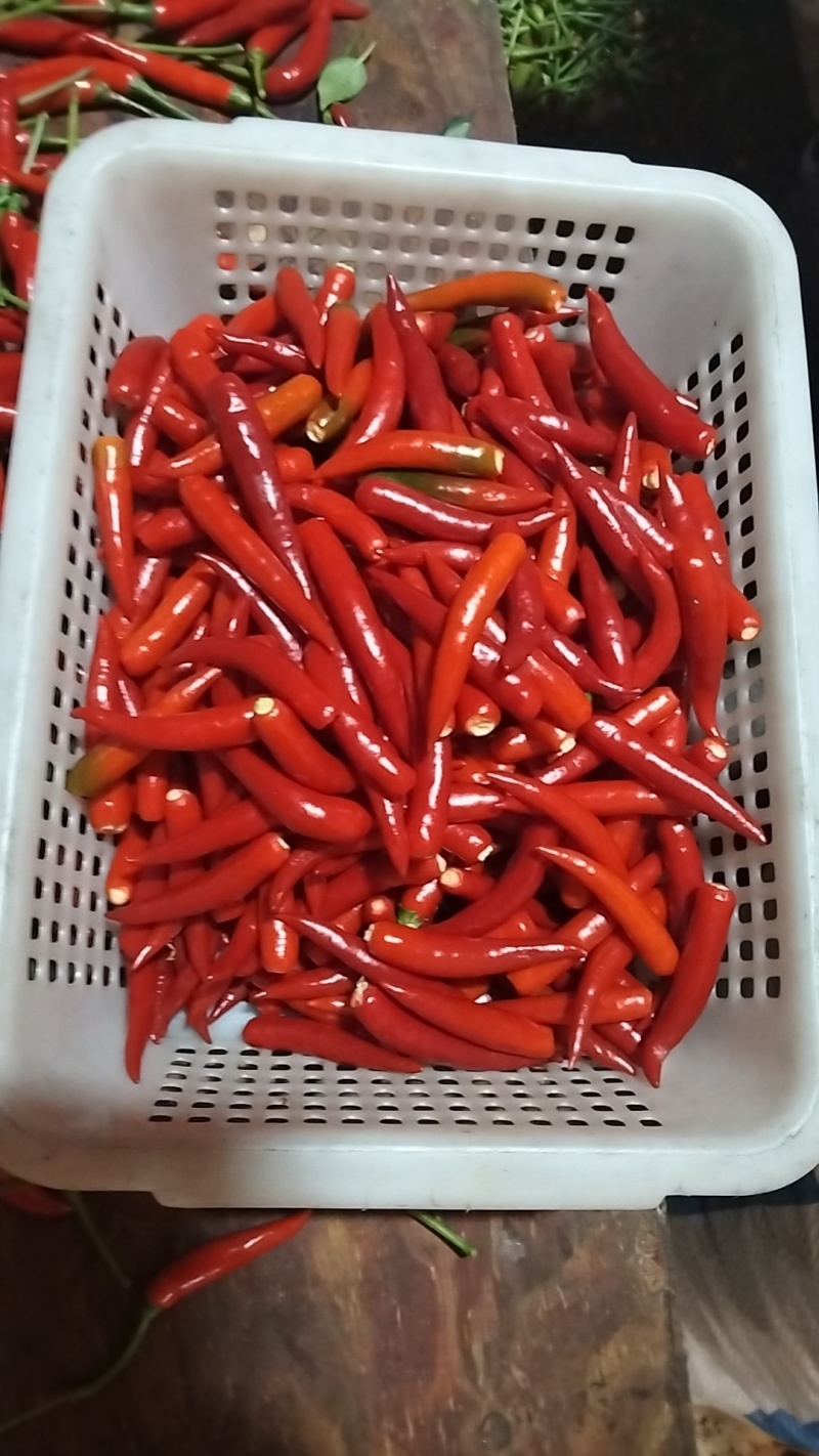 云南小米辣