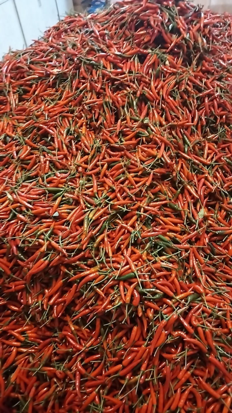 云南小米辣