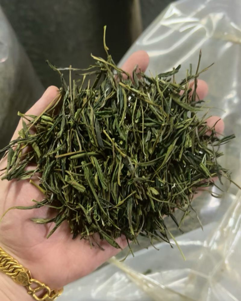 安吉白茶