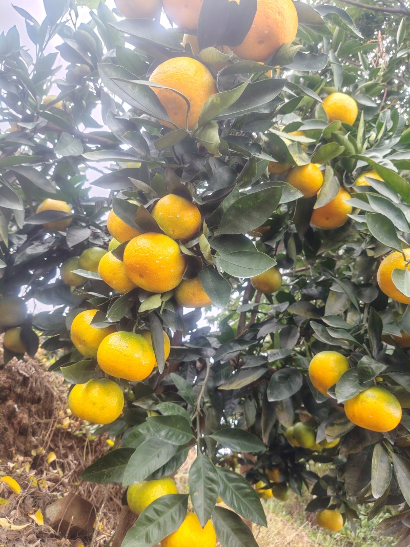 新津蜜橘