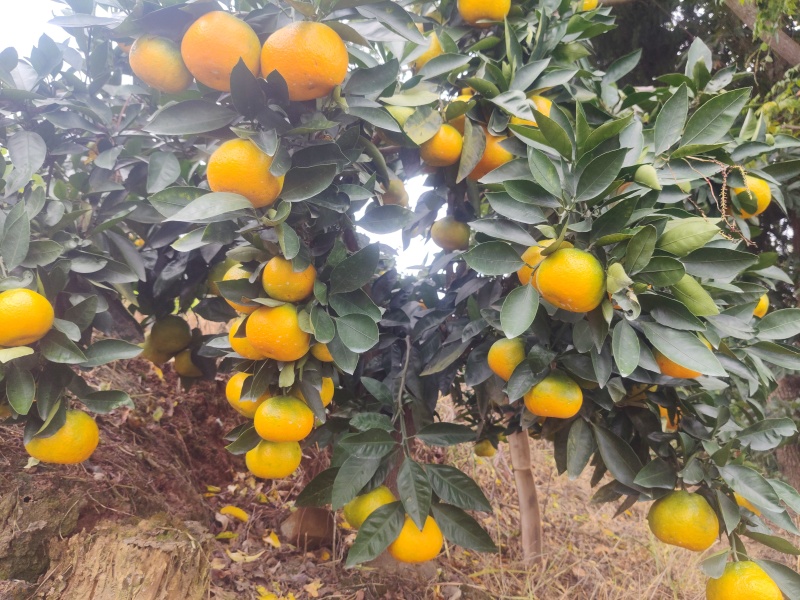 新津蜜橘