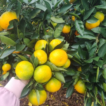 新津蜜橘