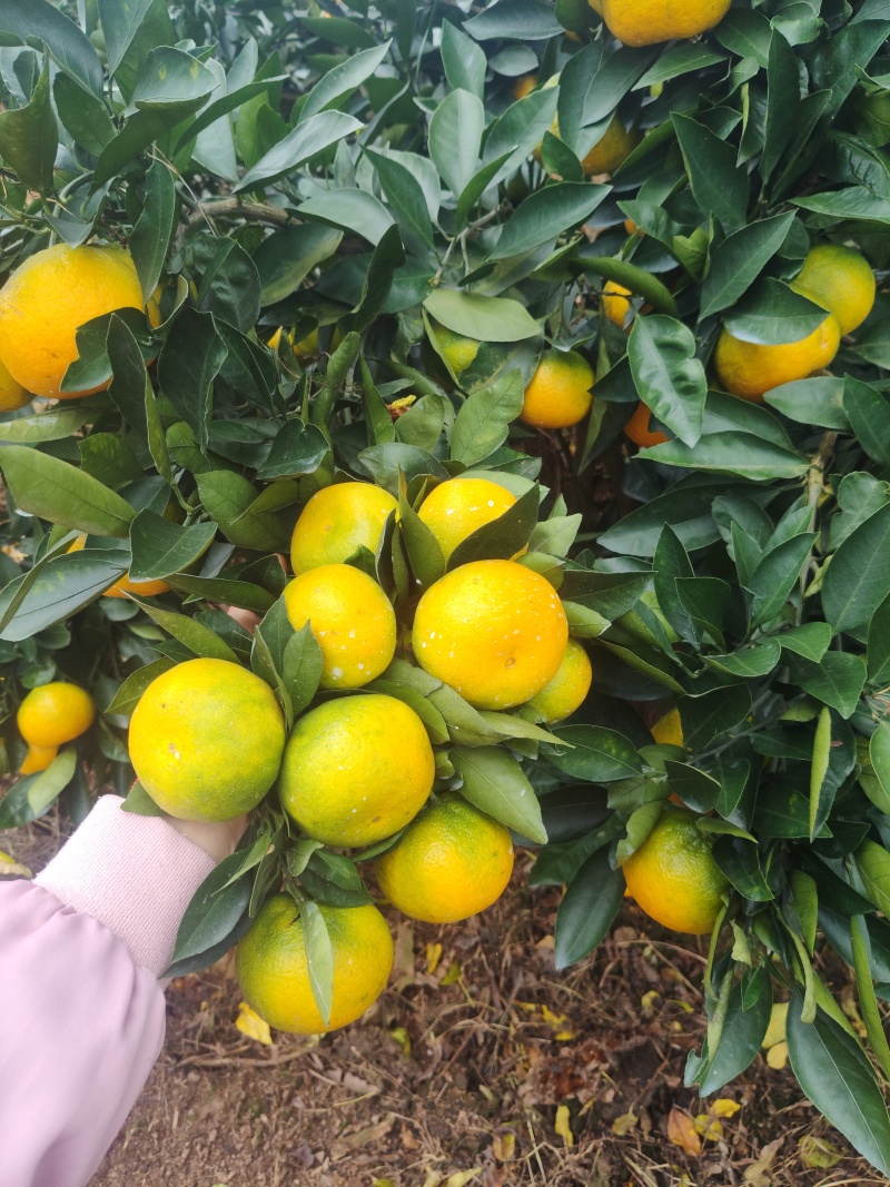 新津蜜橘