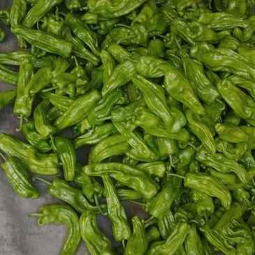 虎皮椒