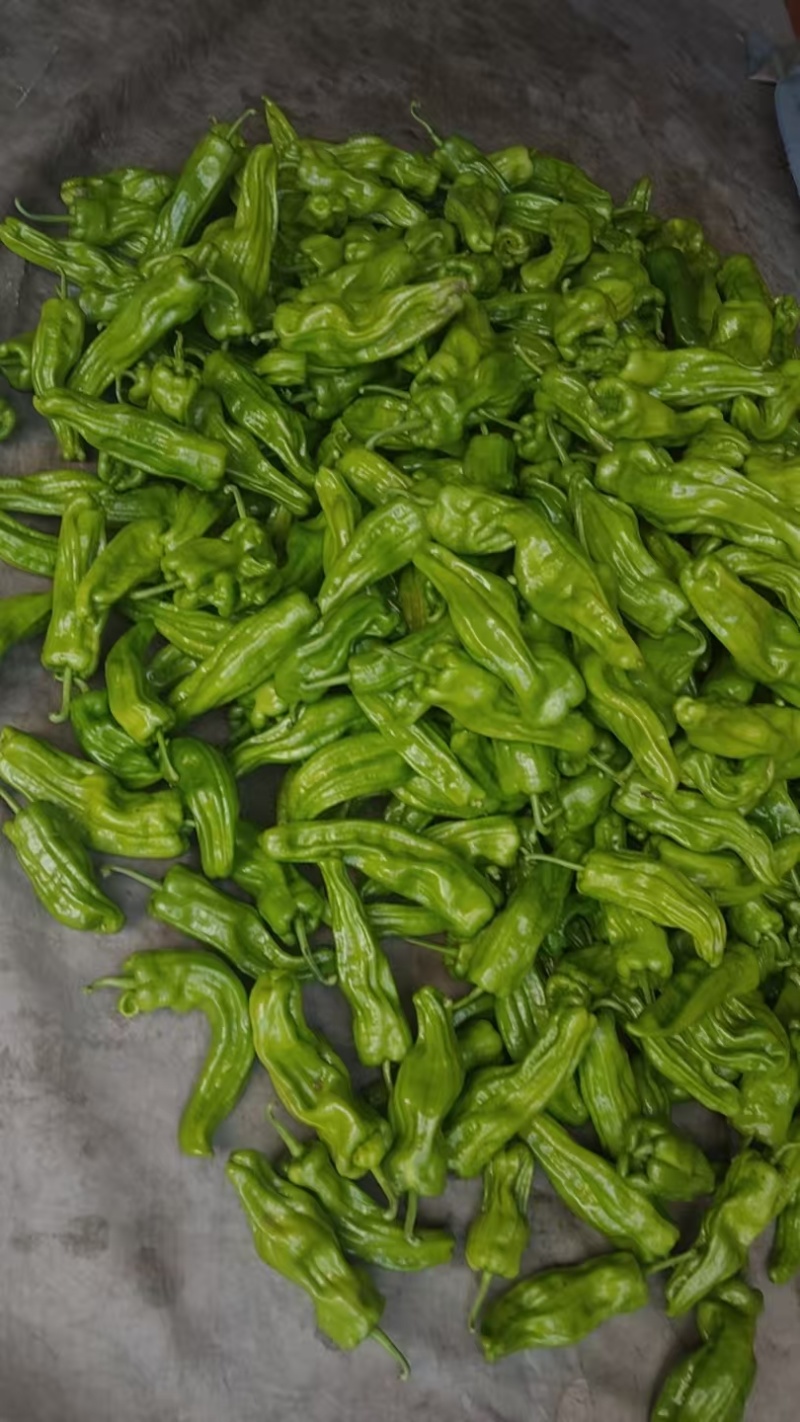虎皮椒