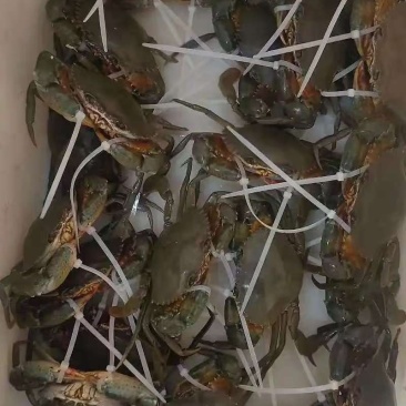 青膏蟹