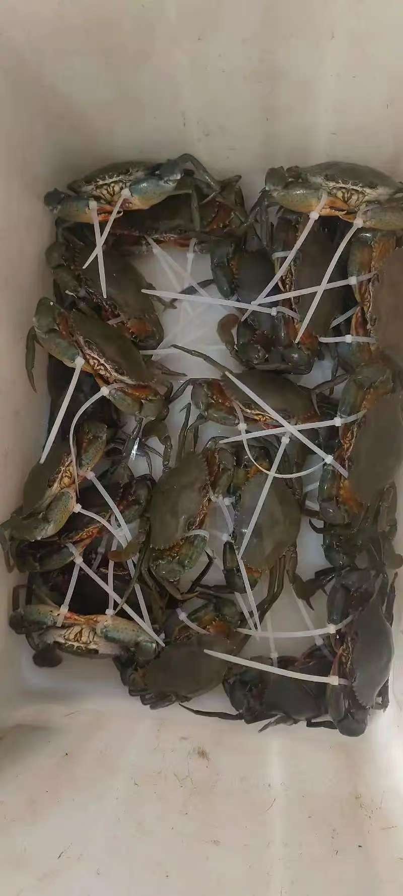 青膏蟹