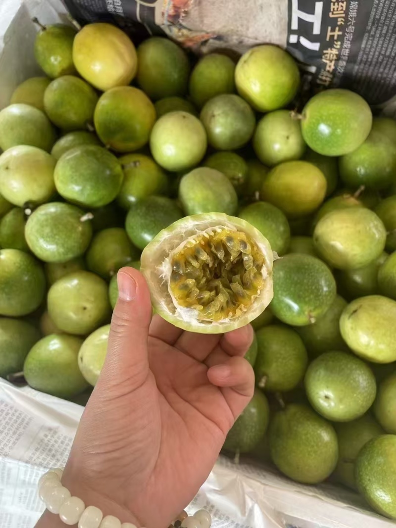 云南钦蜜9号批发