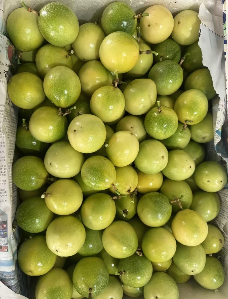云南钦蜜9号批发