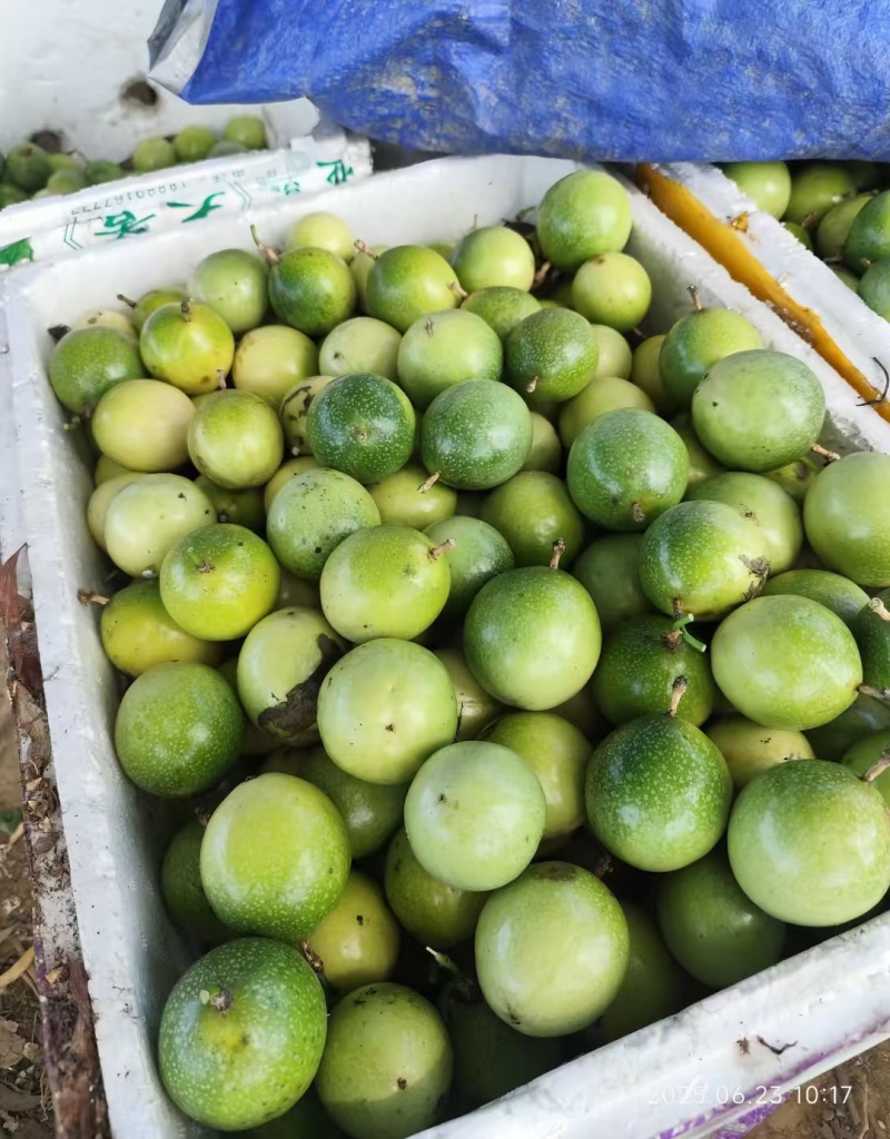 钦蜜9号百香果批发