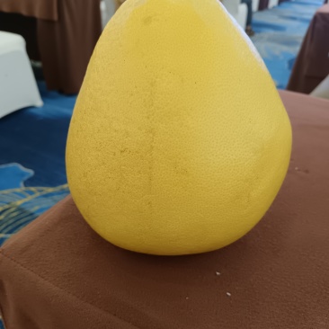 东试早柚子