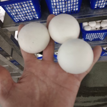 双孢菇产地直销
