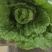 黄心大白菜