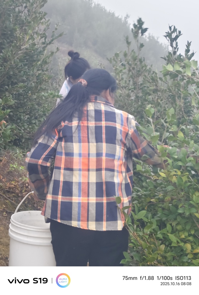 茶油，茶