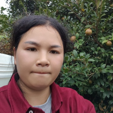 茶油，茶