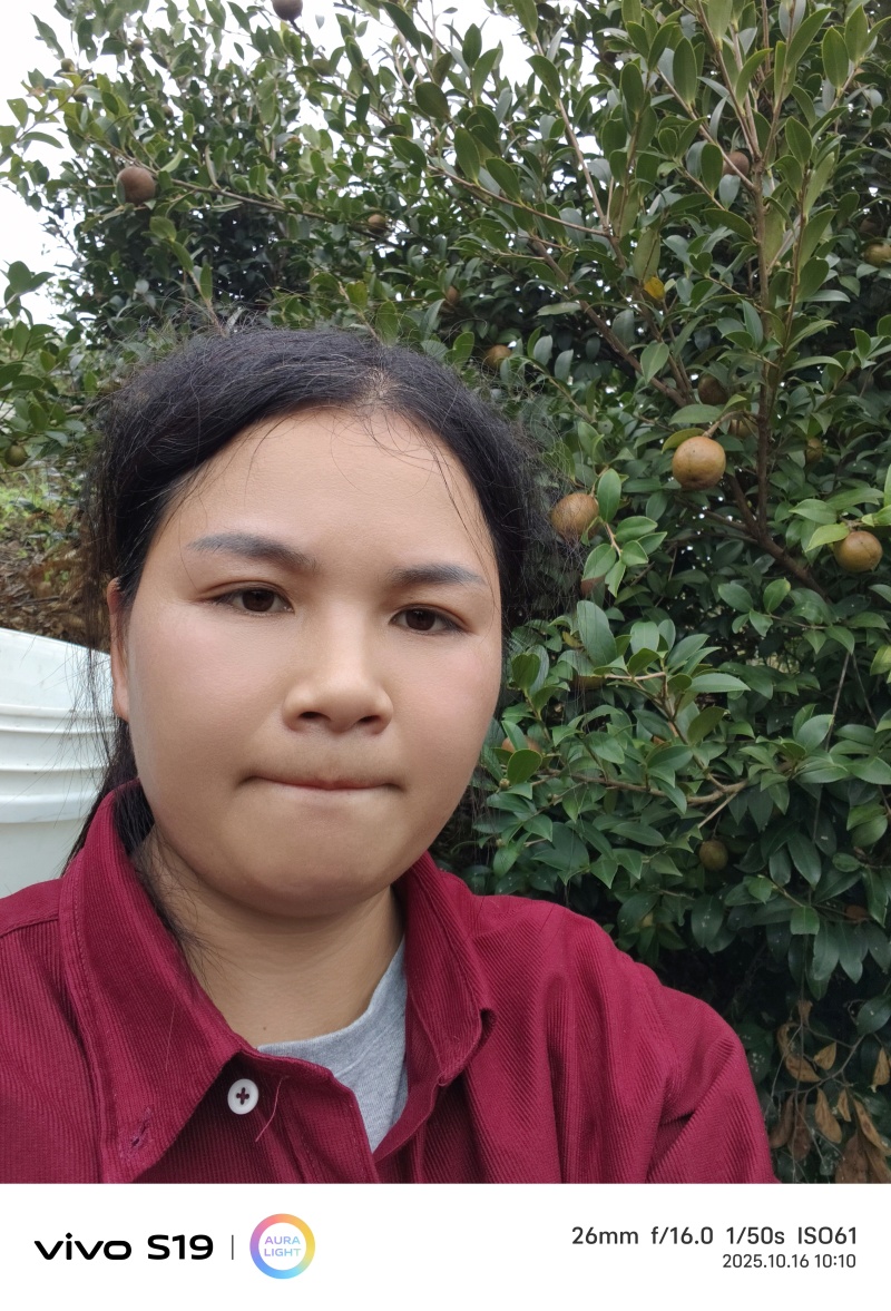茶油，茶