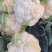白花菜