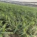 生姜，花生