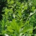 保定鲜內芹菜