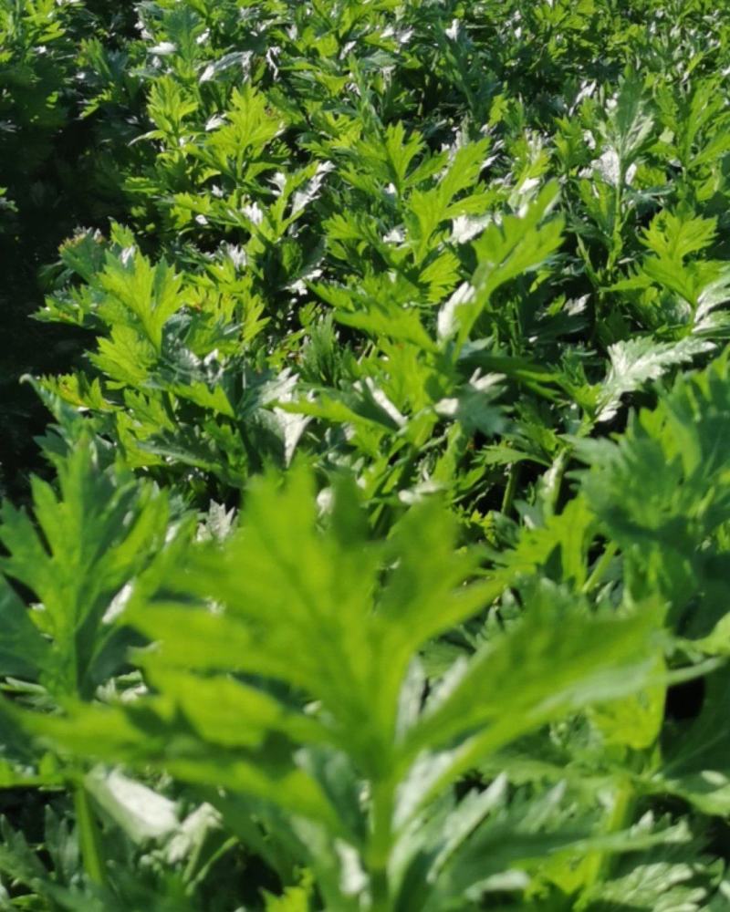 保定鲜內芹菜