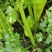 保定鲜內芹菜